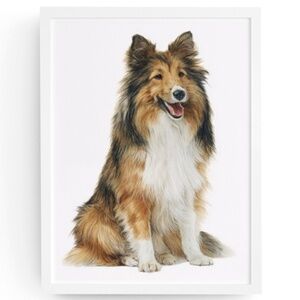 Watercolor Sheltie Dog Portrait Wall Art Print - Illustration Poster Unframed